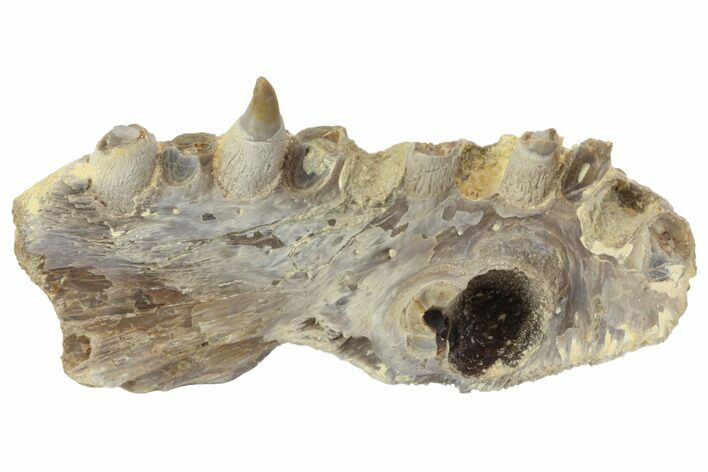 Fossil Fish (Ichthyodectes?) Jaw Section - Kansas #144149